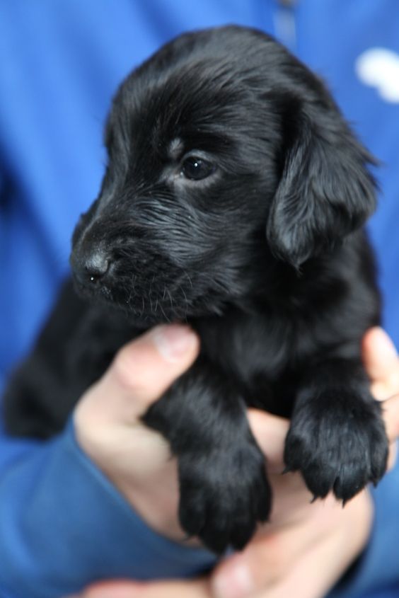 Doglover tweet media