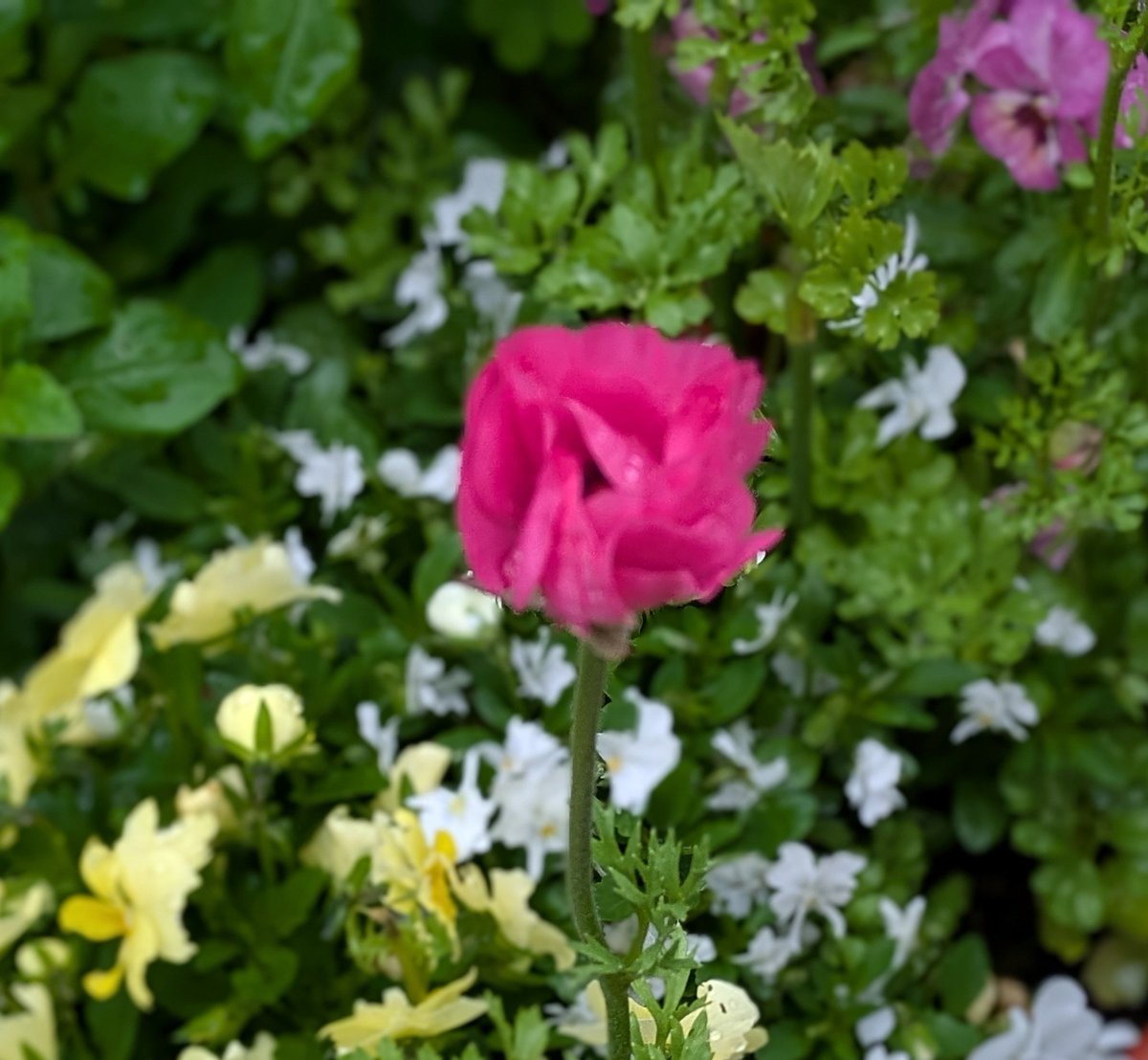 アイリス.｡*♡ tweet media