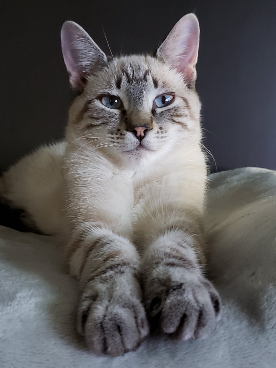 LiftForever67's tweet image. There was a time when we worried that Rico would never grow into his oversized mittens.

#FlashbackFriday  🐾
#Caturday #CatsOfTwitter