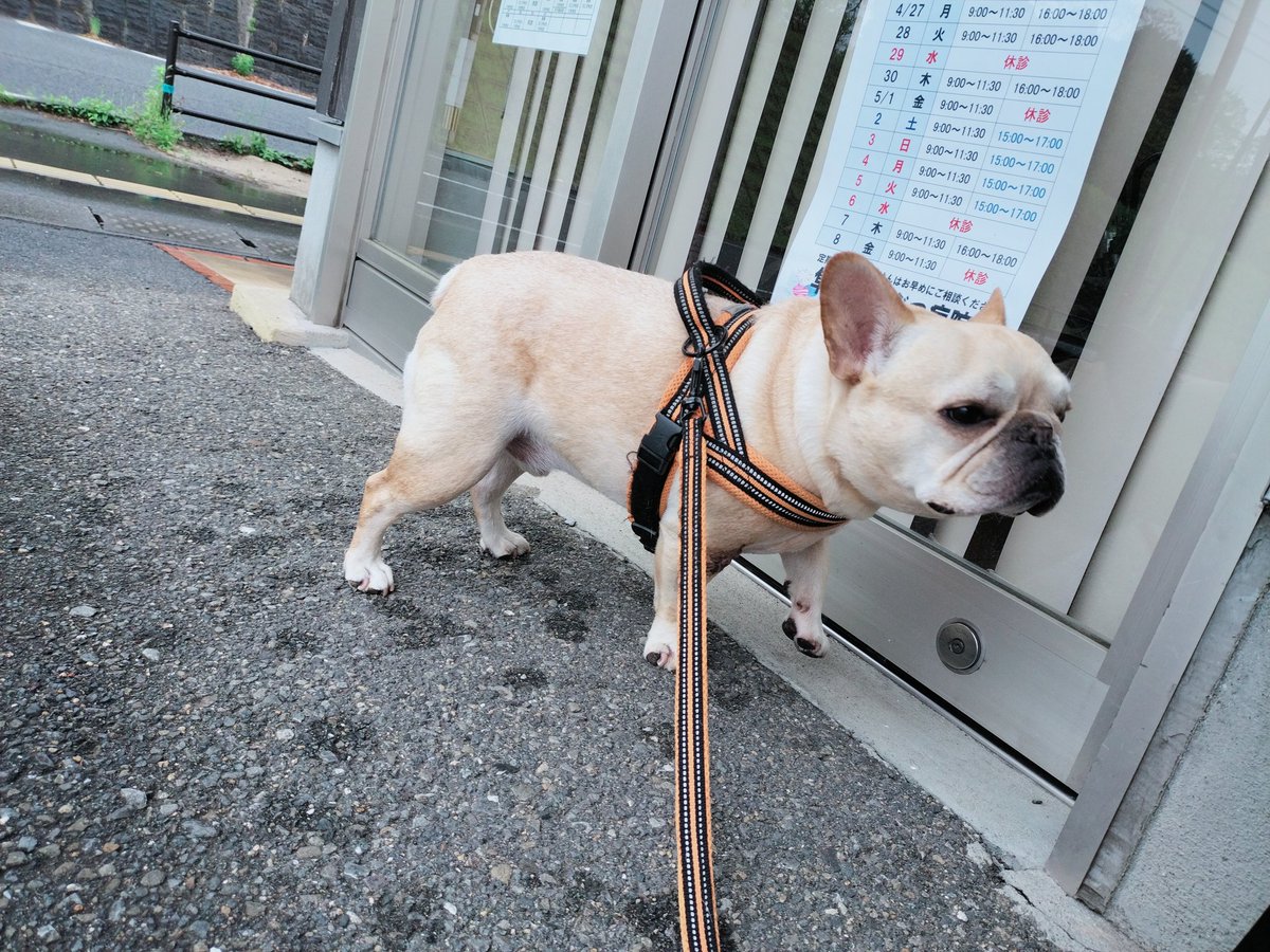 たいが🐶とパッパ👨 tweet media