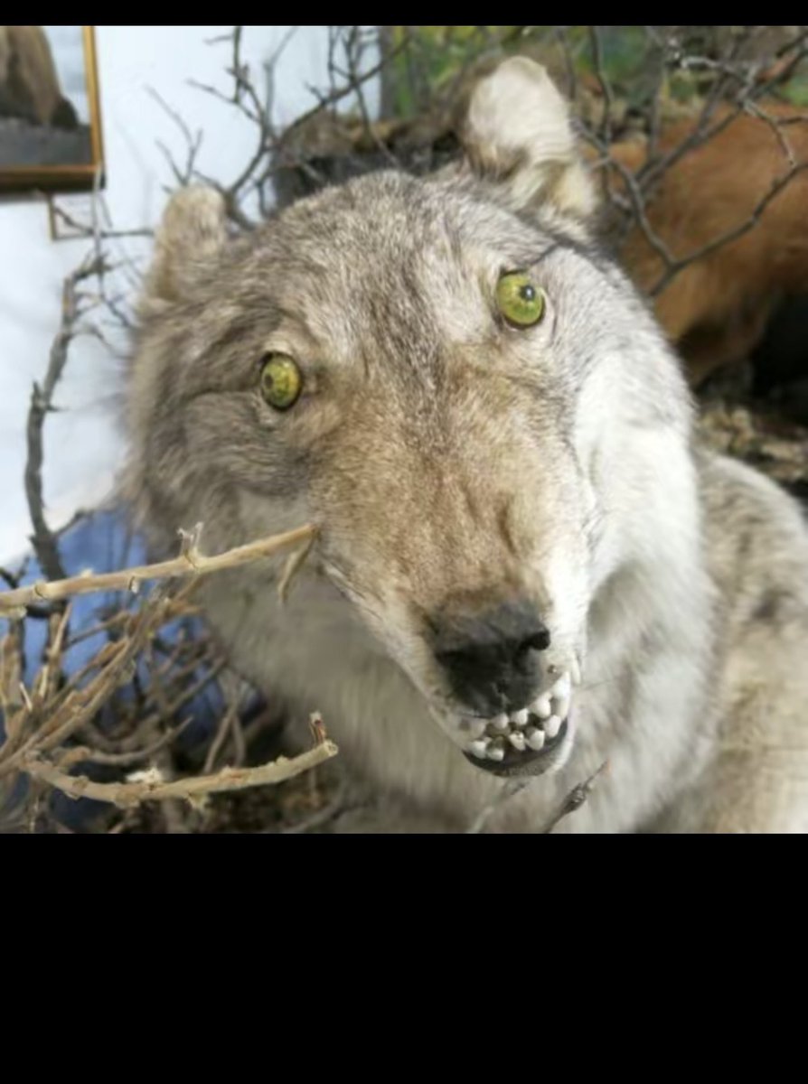 Abel Perez tweet media