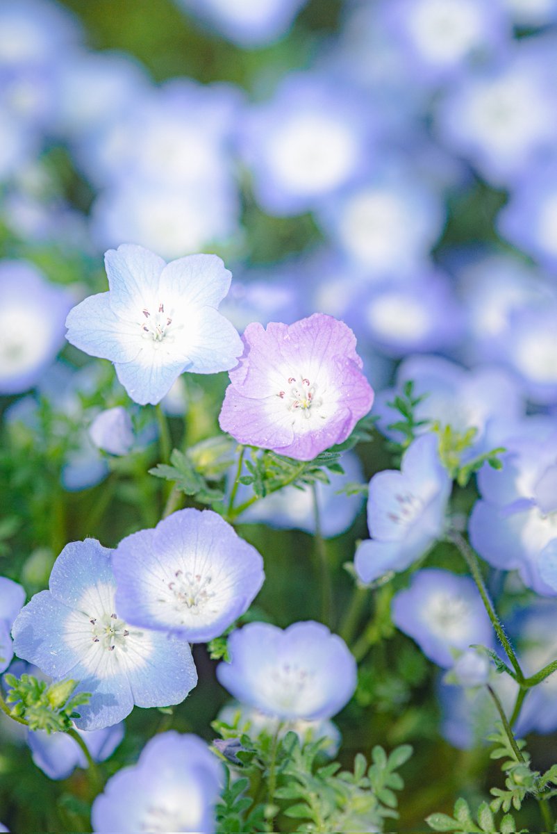 haskap1017's tweet image. 2色のネモフィラが綺麗でした