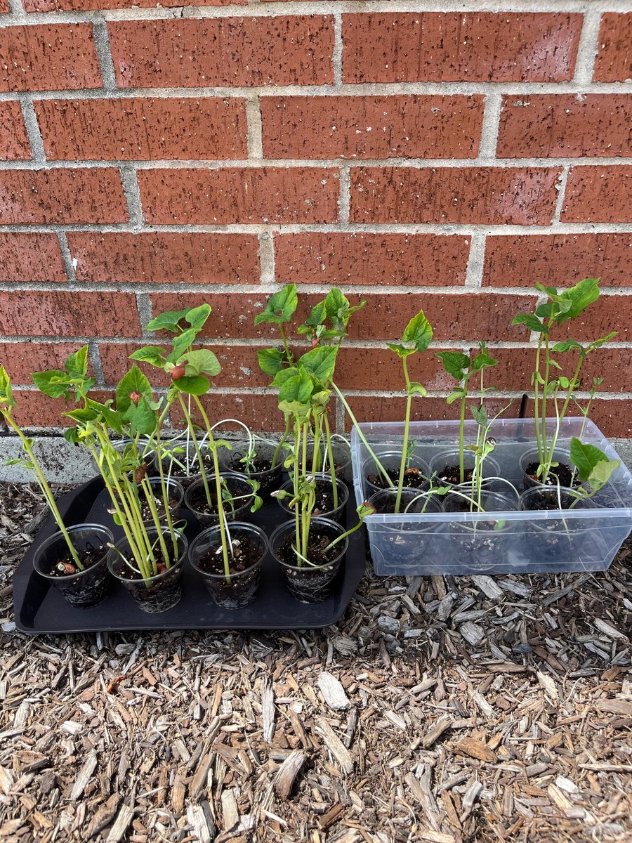 HREMustangs's tweet image. Our Kindergarten students are monitoring their plants and learning how living things grow. #HREProud #KinderLearning #HandsOnLearning #ScienceInAction