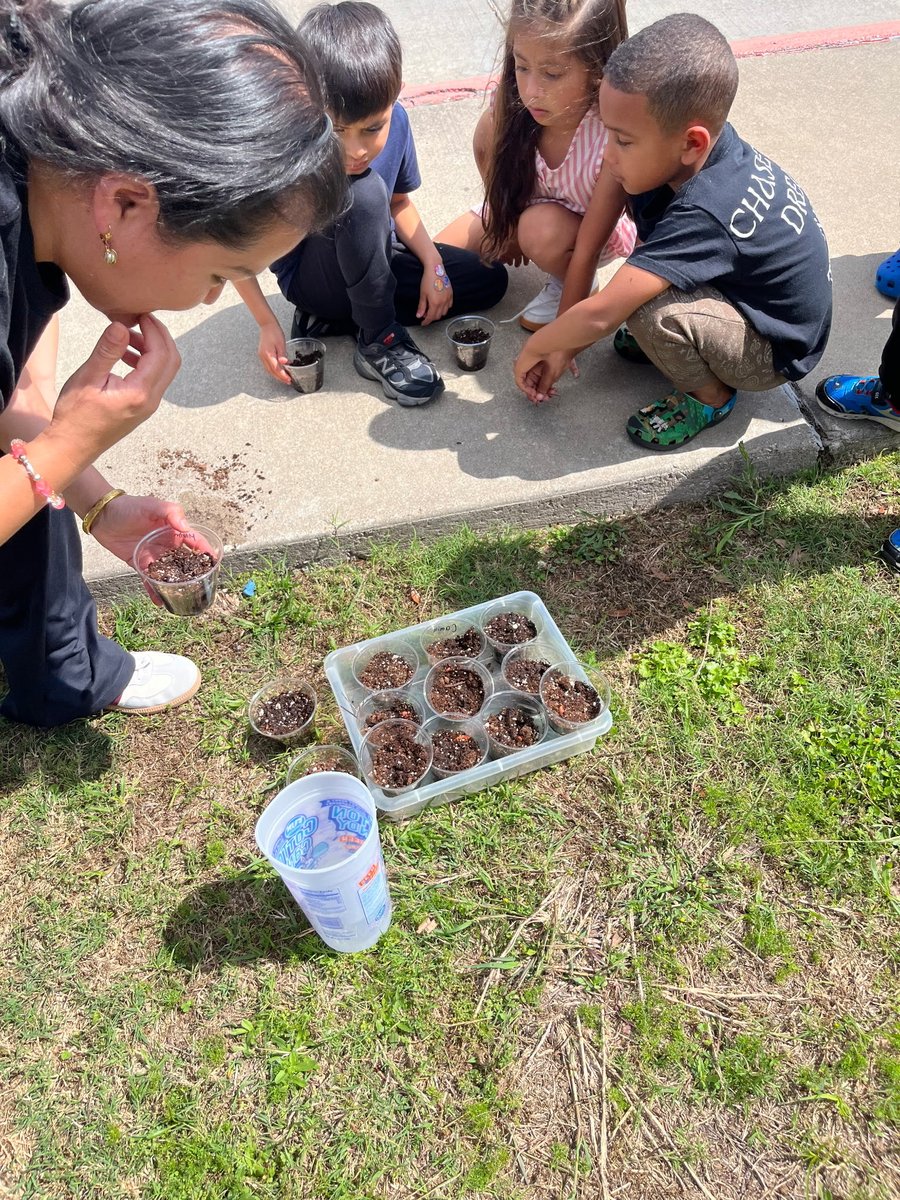 HREMustangs's tweet image. Our Kindergarten students are monitoring their plants and learning how living things grow. #HREProud #KinderLearning #HandsOnLearning #ScienceInAction