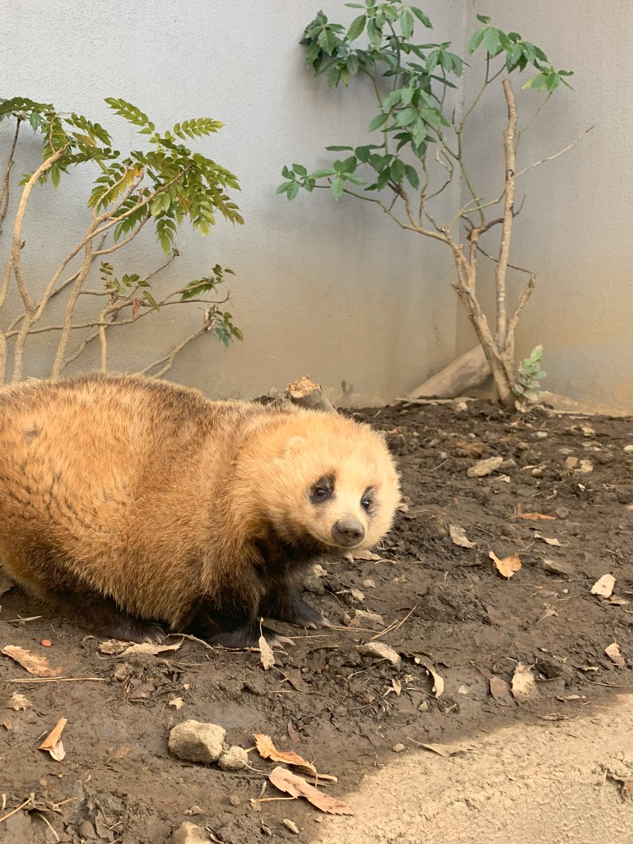 ニホンアナグマのオス“おじおじ”が、今朝亡くなりました。採餌不良や脱水症状があり、隔離、治療を開始しお休みのお知らせしようとしていた矢先のことでした。死因は後日報告します。
アナグマの人気を押し上げてくれた存在だったのでとてもさみしいです。かわいがっていただきありがとうございました