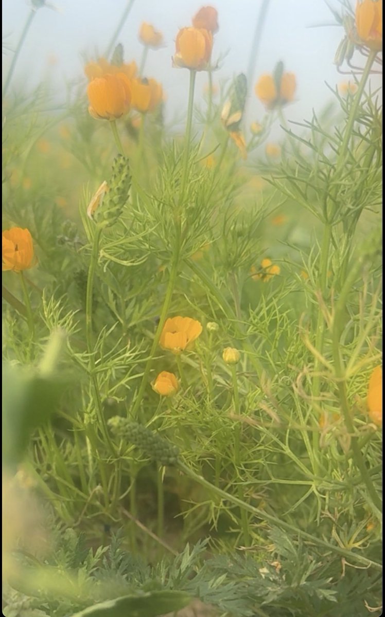 kurdistan☀️ tweet media