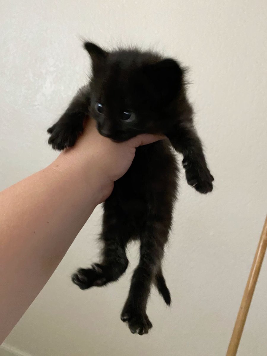 HES SO CUTE LIKE A KITTEN AWWW