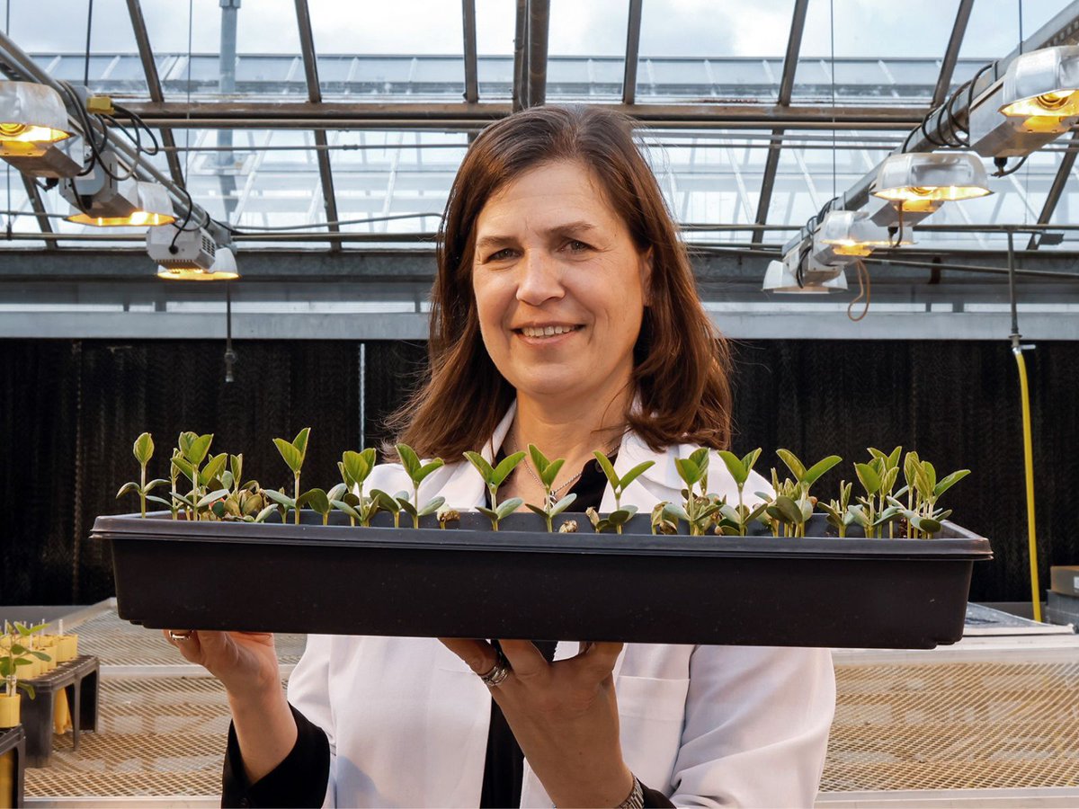 UGA_CollegeofAg's tweet photo. 🪱🌱 Melissa Mitchum, Barry Bustillo Distinguished Professor in Plant Nematology, and her team of researchers have identified the molecular blueprints of the nematode feeding tube — a discovery that could redefine how we protect global food supplies.

🔗 https://t.co/Ji29ipMeoj https://t.co/J575WkP4pm