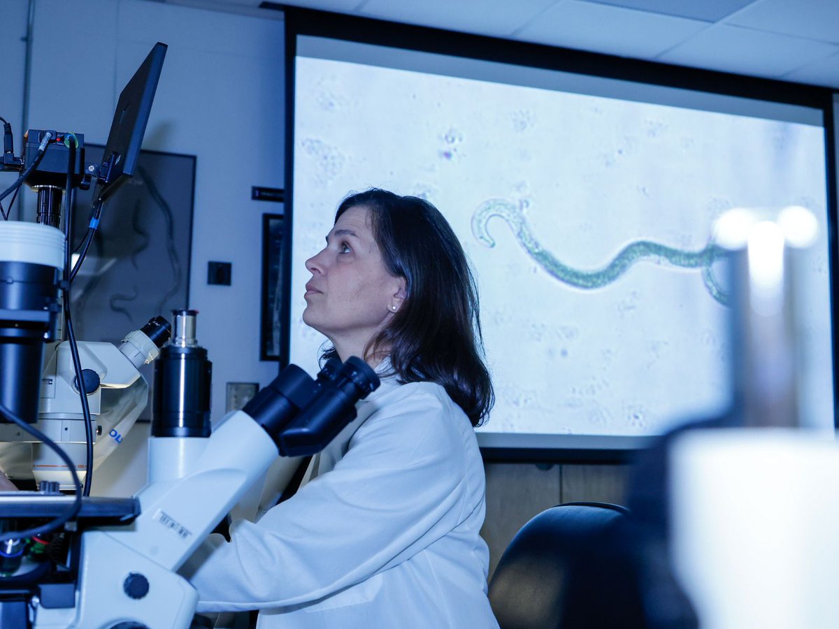 🪱🌱 Melissa Mitchum, Barry Bustillo Distinguished Professor in Plant Nematology, and her team of researchers have identified the molecular blueprints of the nematode feeding tube — a discovery that could redefine how we protect global food supplies.

🔗 ugacaes.org/4sx6Pt6