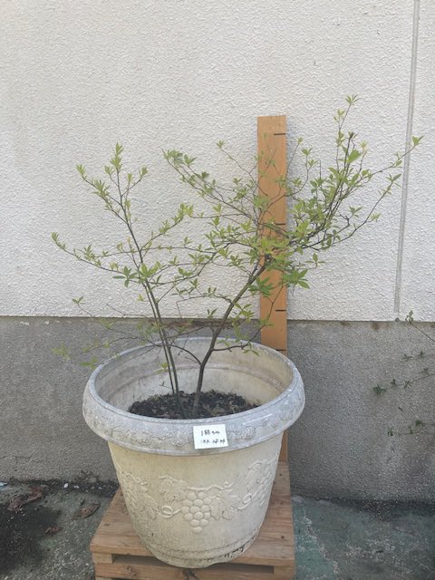 kanonstore's tweet photo. 🌿
クロモジ苗、販売します。

約40〜60cm
一本一本、個体差あり���

同じ森で育っても、
形も表情もすべて違う。

“あなただけの一本”を選んでください。

DM、ホームページお問い合わせフォームからお願い致します

#クロモジ #苗木 #植物のある暮らし https://t.co/SFpGxBd7g9