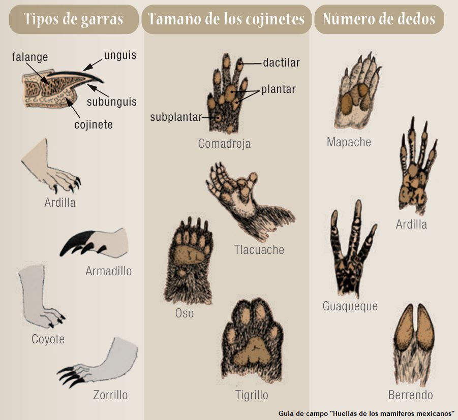 CONANP_mx's tweet image. Los rastros que generan los mamíferos han permitido obtener información sobre su comportamiento, entender sus rutas y proteger mejor su hogar. 🐾

Conoce más en nuestro #Blog ➡️ bit.ly/4mVa38R #SomosNaturaleza #GuardianesDeLaNaturaleza 🐻🐯🦌🦝🐿️🦊