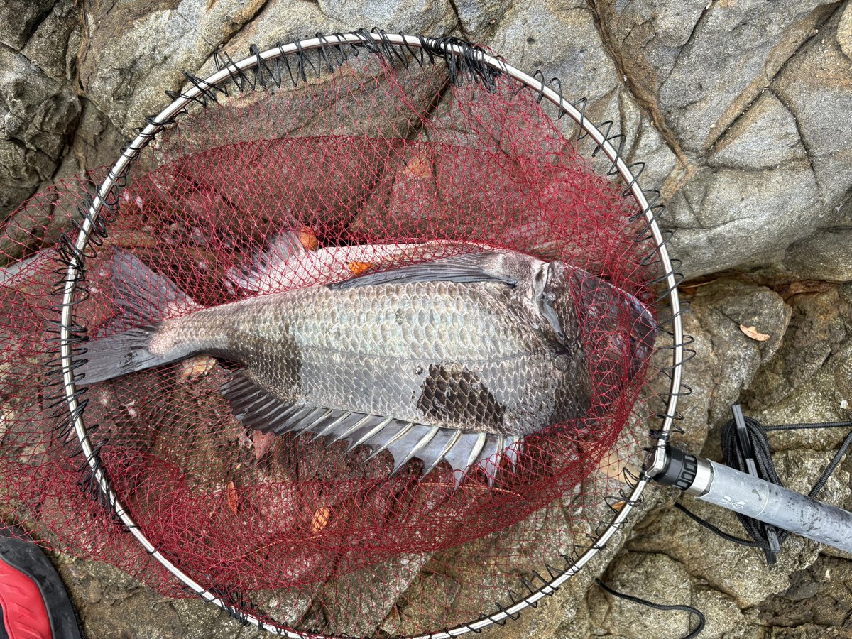 みみやん tweet media