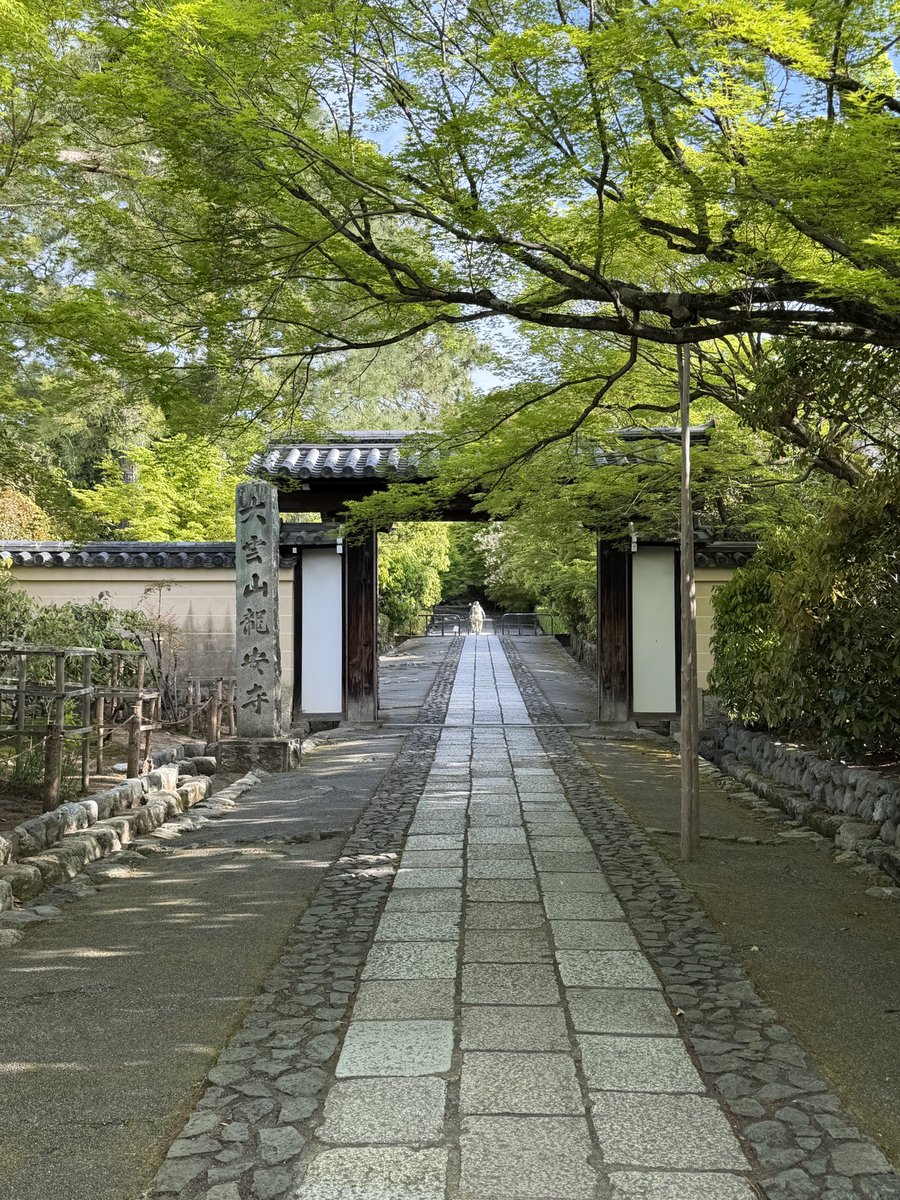 kyoto_city_k's tweet image. 今日の京都の朝散歩
龍安寺から仁和寺へ
天気が良く少し暑いくらい
朝散歩も汗をかく季節になってきました
サクラは終わりでもハナミズキなどが
咲いてきて色とりどりの世界は続きます
#kyoto #temple #spring #そうだ京都行こう