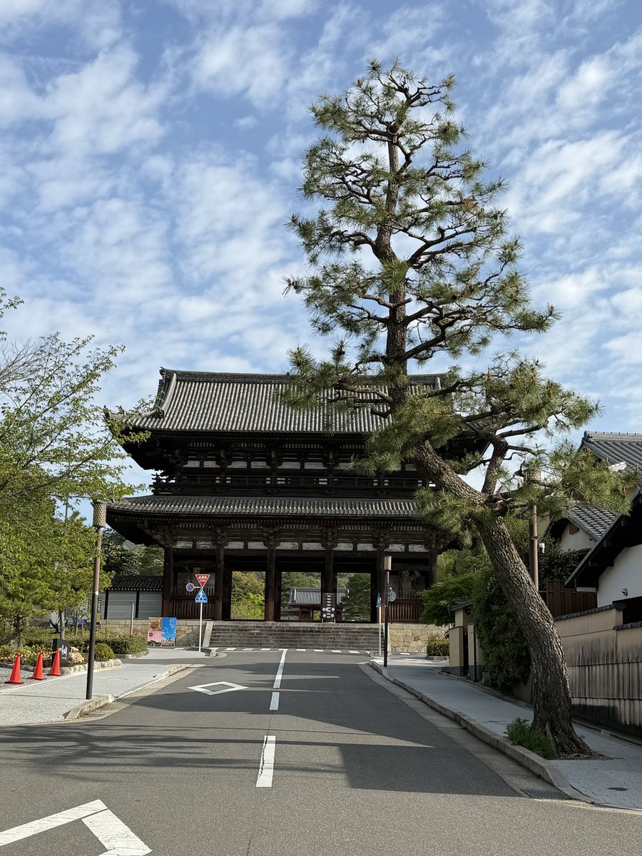 kyoto_city_k's tweet image. 今日の京都の朝散歩
龍安寺から仁和寺へ
天気が良く少し暑いくらい
朝散歩も汗をかく季節になってきました
サクラは終わりでもハナミズキなどが
咲いてきて色とりどりの世界は続きます
#kyoto #temple #spring #そうだ京都行こう