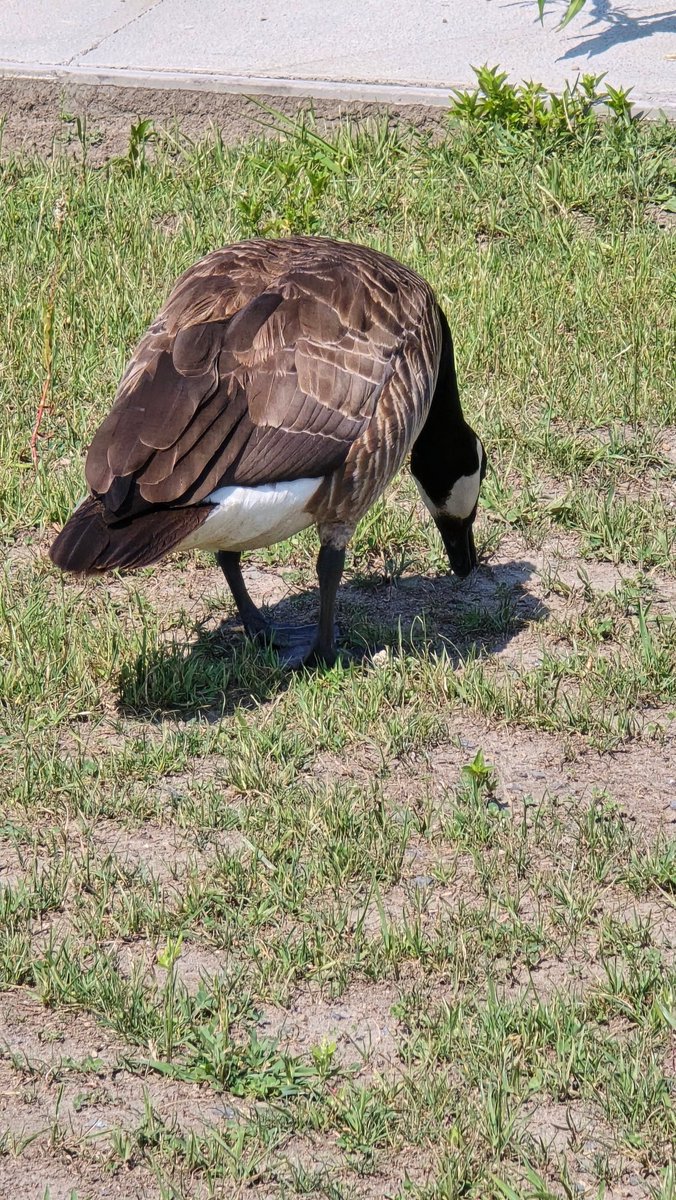 TheeKarmaGuy🇨🇦ViveLeCanada tweet media