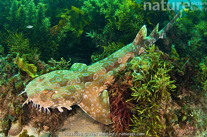 Shark Facts tweet media