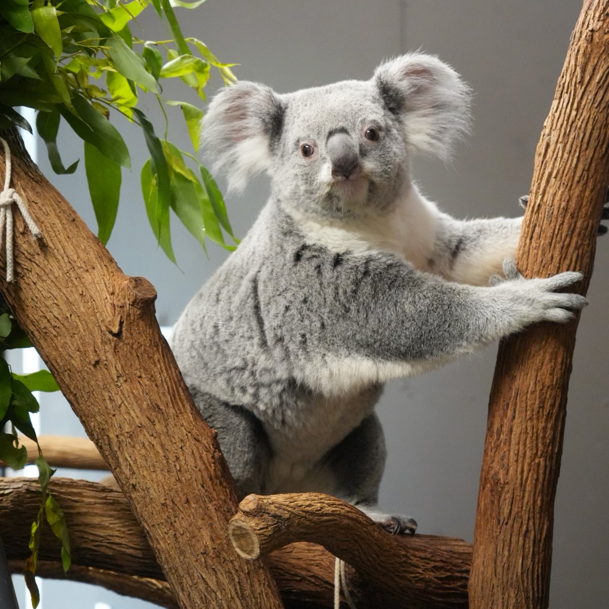 Louisville Zoo tweet media