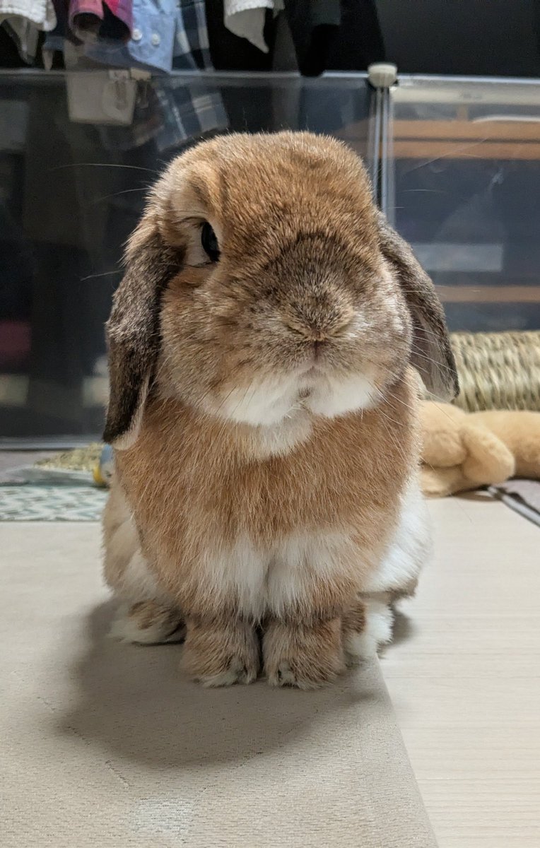 ヒロヤマ(けんた🐰) tweet media