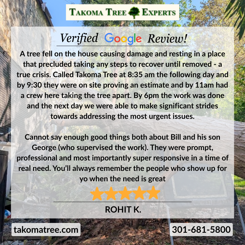 TakomaTreeExper's tweet photo. 🌳 Another satisfied customer and another emergency handled without delay.

⚡ When urgency hits, we respond.

📞 Call us at (301) 681-5800!
🌐https://t.co/9ypvvtddTQ

#TakomaTreeExperts #TreeService #TreeCare #Arborist #TreeRemoval #EmergencyTreeService #TreeWork #Arboriculture https://t.co/vnLNiHkBaB