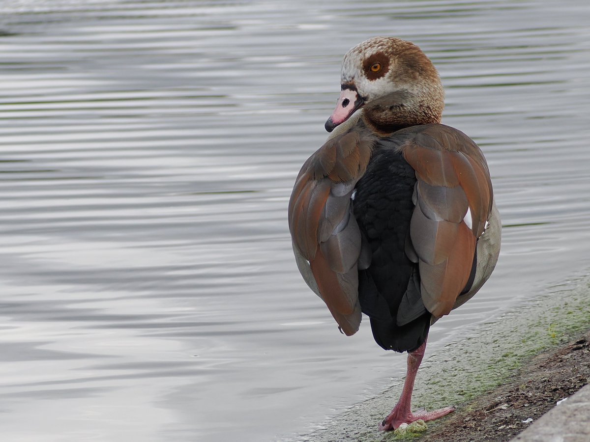 mawgdn's tweet image. Egyptian #Goose for #MallardMonday and #MonoFootMonday #birdwatching Hyde Park, London 04/13/26