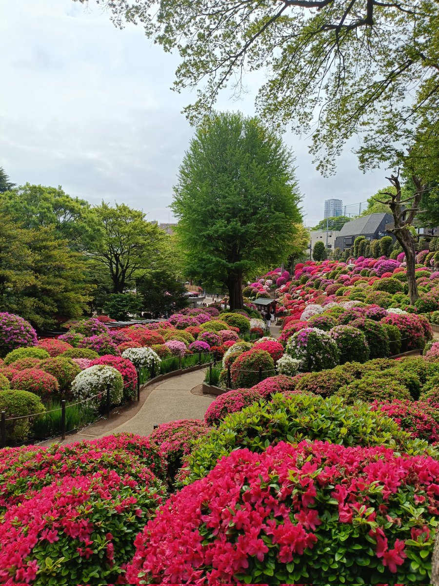 根津神社第二客殿（舞姫の家）森鴎外旧居・旧赤松家住宅 tweet media