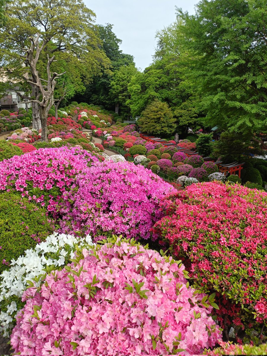 根津神社第二客殿（舞姫の家）森鴎外旧居・旧赤松家住宅 tweet media