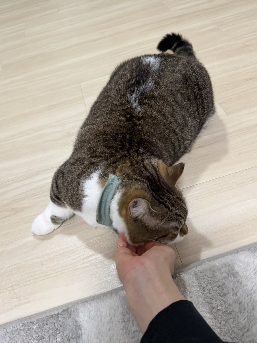 しあたー🐺💫☠️ tweet media