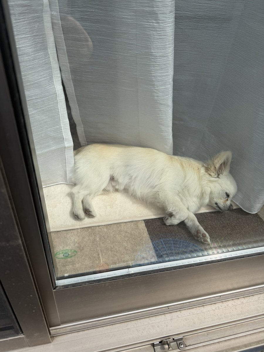 MUGIn_newtw's tweet photo. 気持ちよさそう…
#チワワ
#犬のいる暮らし
#朝活 https://t.co/B6kXquiood