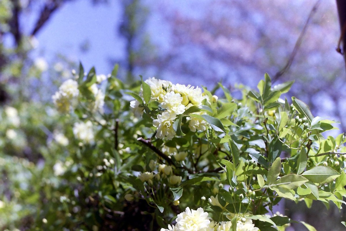 wao_camera's tweet image. 今日も陽射しがきつくなりそう☀
八重桜とモッコウ薔薇の季節

minolta SRT SUPER
AUTO ROKKOR-PF 55mmf1.8
Kodak GOLD 200
#film
#minolta