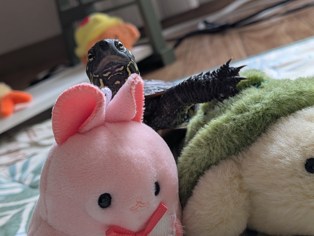 クサガメのバーニー tweet media