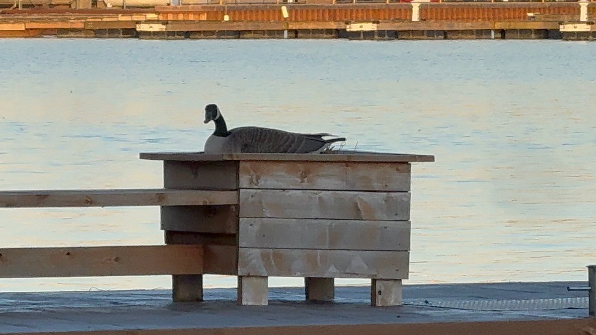 Jason Logan tweet media