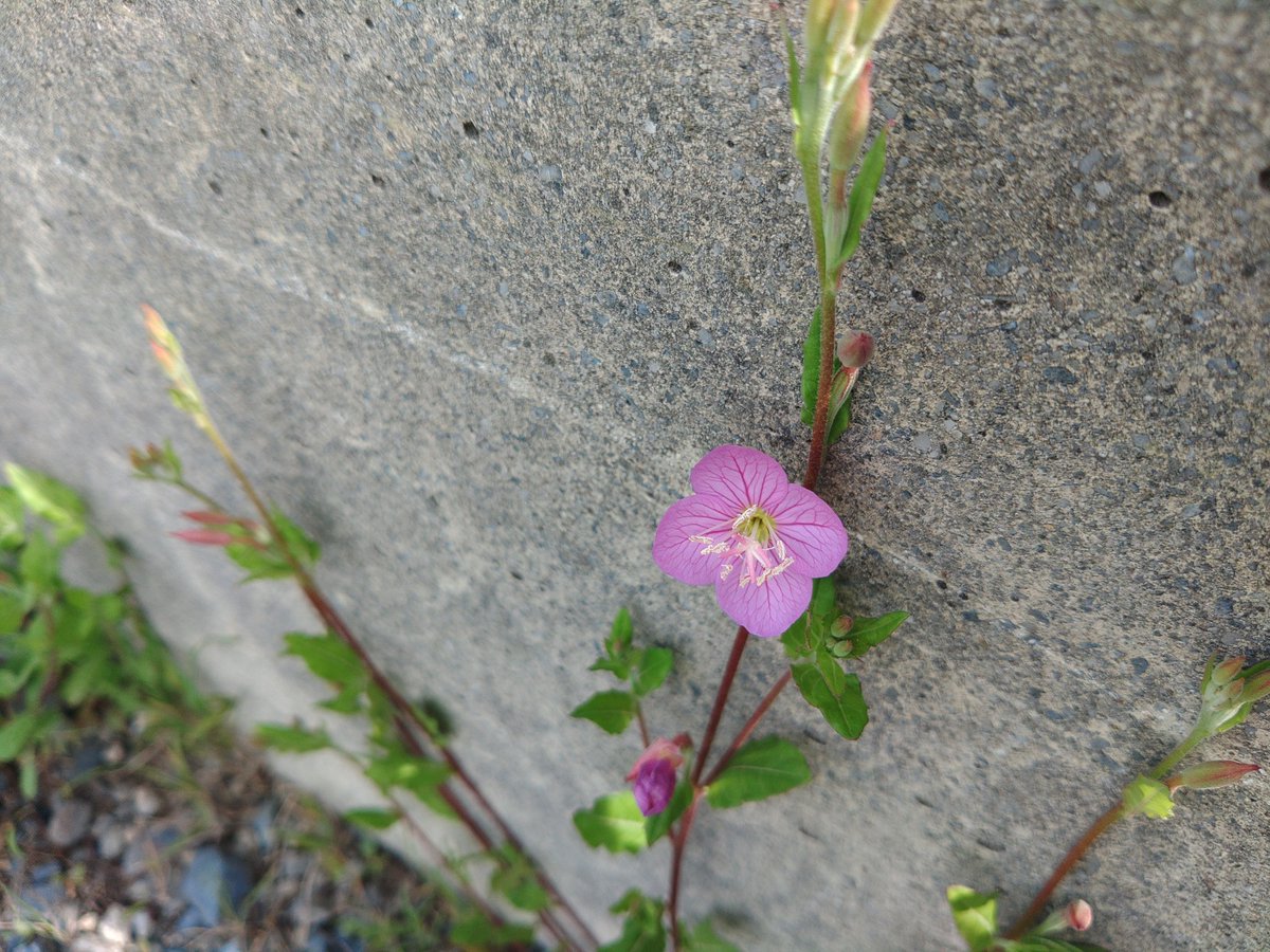 槙-Maki- tweet media