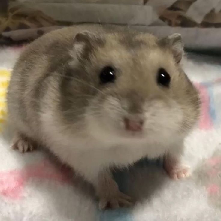 TweetsOfHamster's tweet photo. https://t.co/fTKl3zWlo9