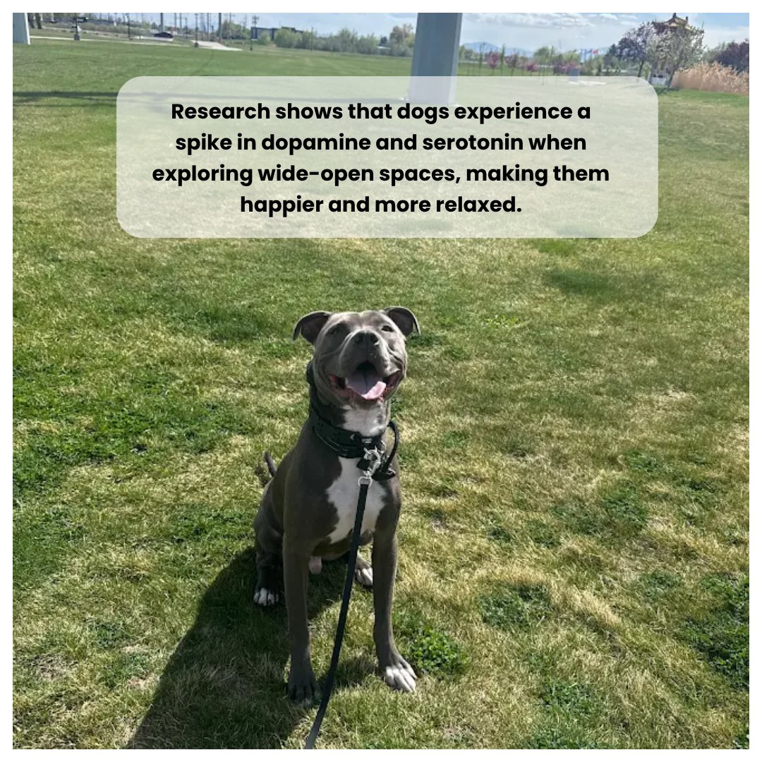 TrainWalkPoop's tweet image. Let them sniff, explore, and just be a dog 🐾
That’s how they reset, relax, and come back to you happier
📍 Serving in Salt Lake City, Utah 🐶
📞 Contact us: (801) 613-1364
🌐 Website: trainwalkpoop.com

#trainwalkpoop #dogtraining #wherepuppieslearnexcellence #sniffwalks