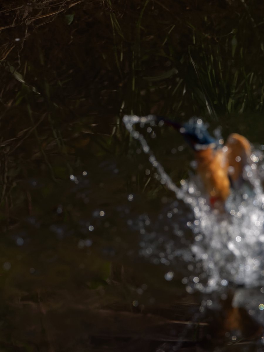 OJu_Ju's tweet image. おはようございまチュン🐥📷✨
「鳥の寝起きの鈍いところを狙えばうまく行くんじゃぁないの・・（＾ω＾）」って思ったんだけど、自分もOM1のAFも眠かったワタシ・・・
#Morning | #BirdPhotography