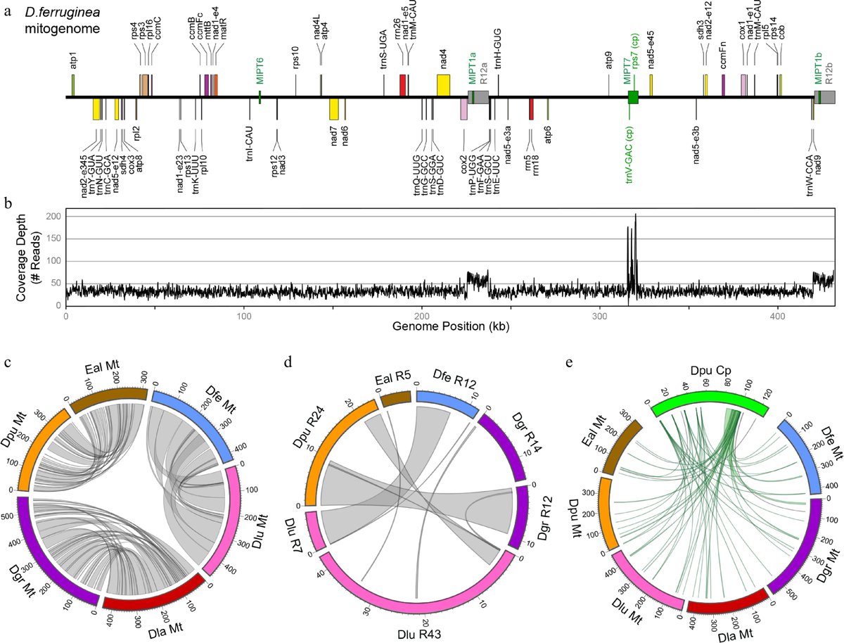 MaximumAcademic's tweet image. #gComm
Foxglove organellar genomes decoded! Plastomes stay frozen in time while mitochondrial DNA shuffles dramatically.
@GenomeBiology @GenomeBiolEvol @UNLincoln #plastomes #speed #mitochondrialdna
Details: maxapress.com/article/doi/10…