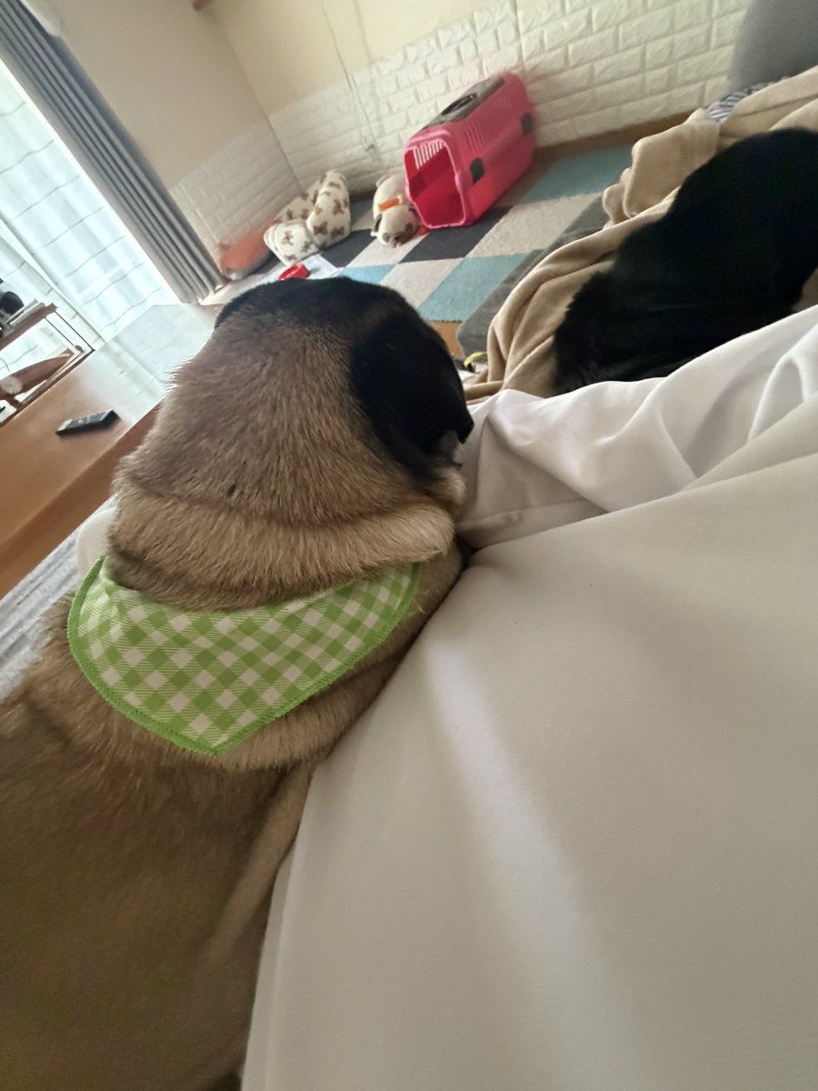 ぱぐんぷ！ tweet media