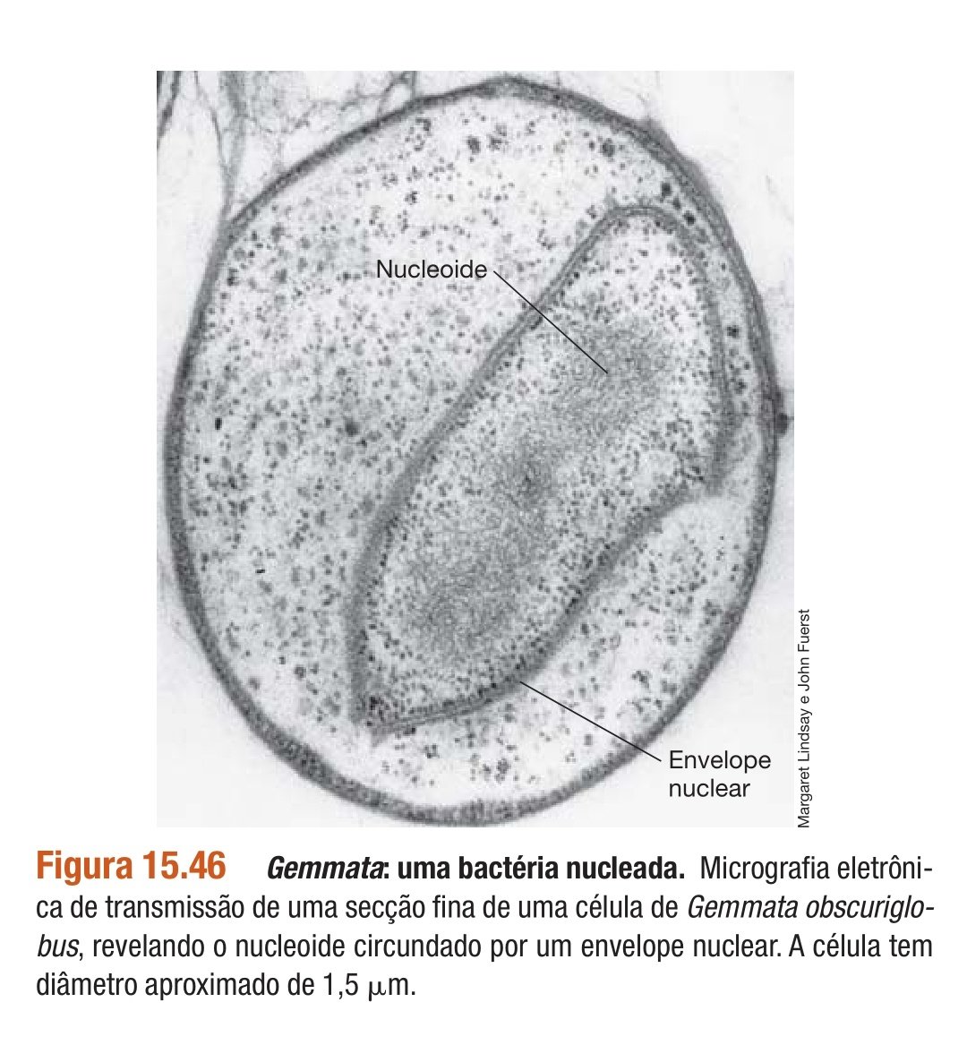 Biologia em greve, bactéria com núcleo fodasse