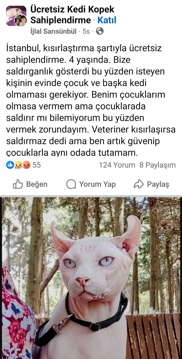 ahmet vehbi tweet media