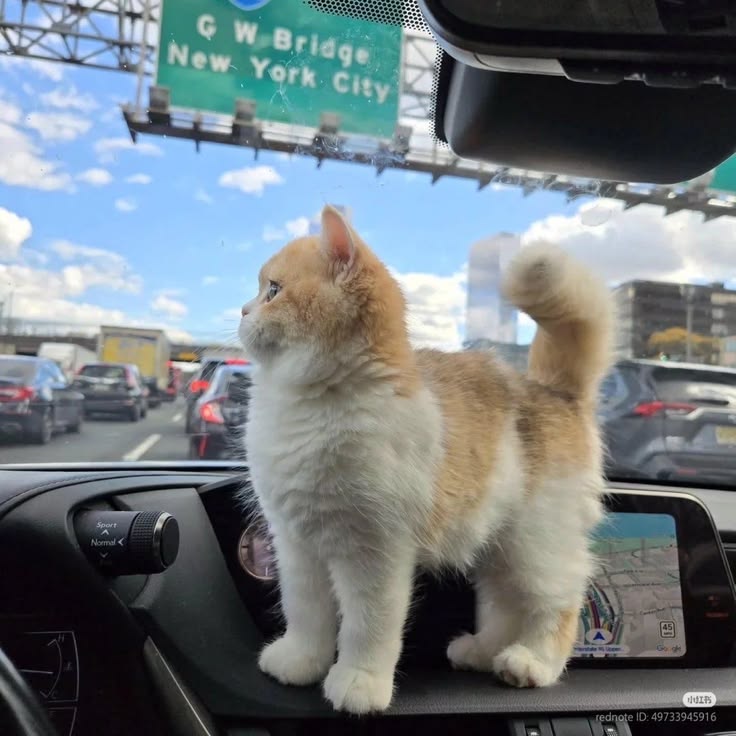 Cats all the way tweet media