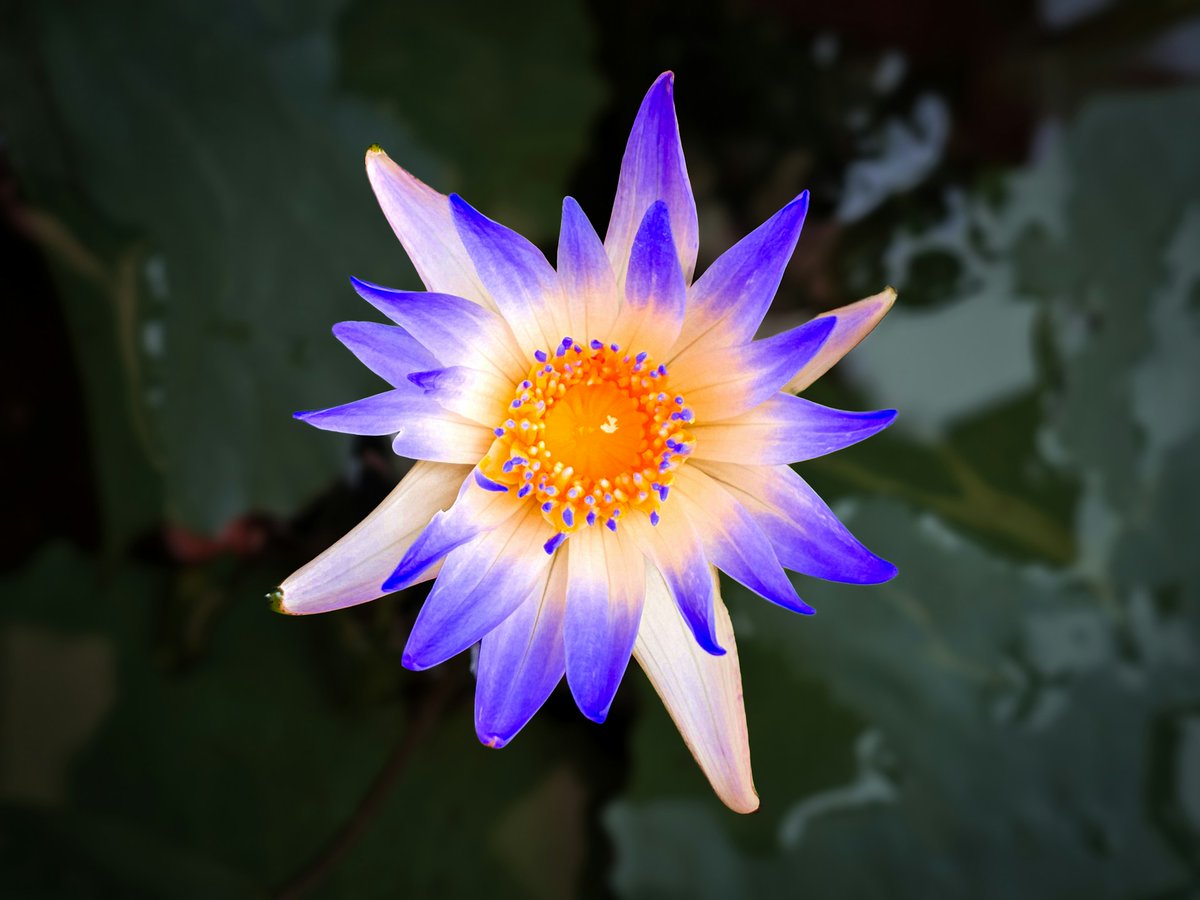 𝗔𝗡𝗨 tweet media