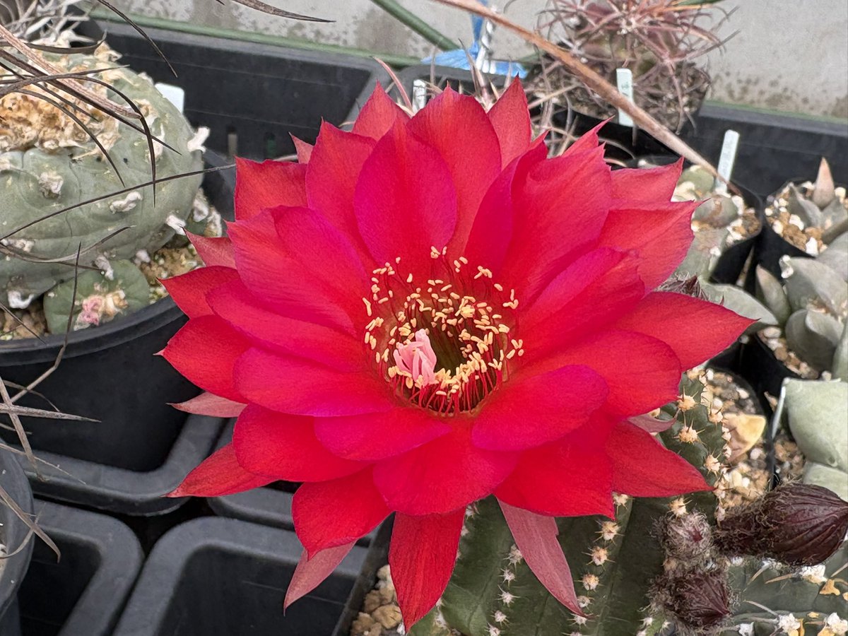 cactuspower tweet media