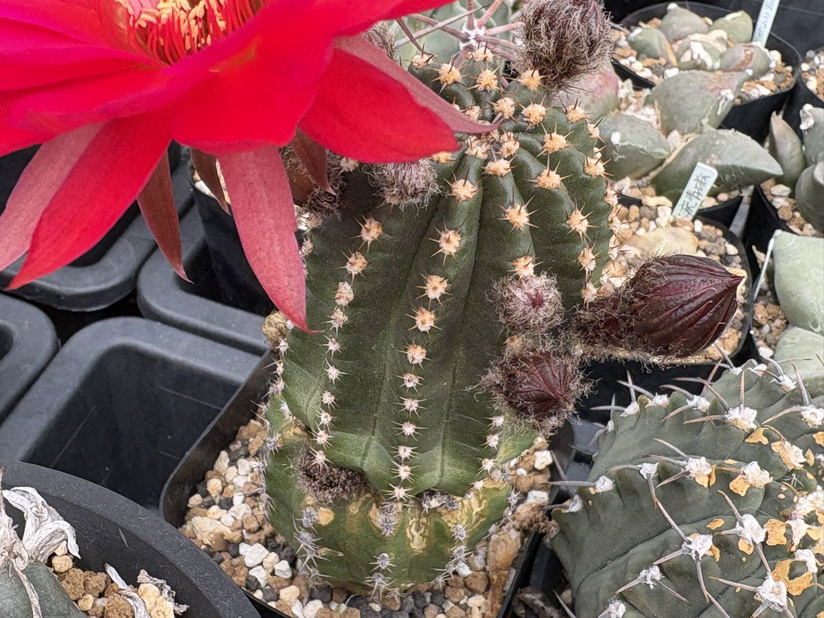 cactuspower tweet media