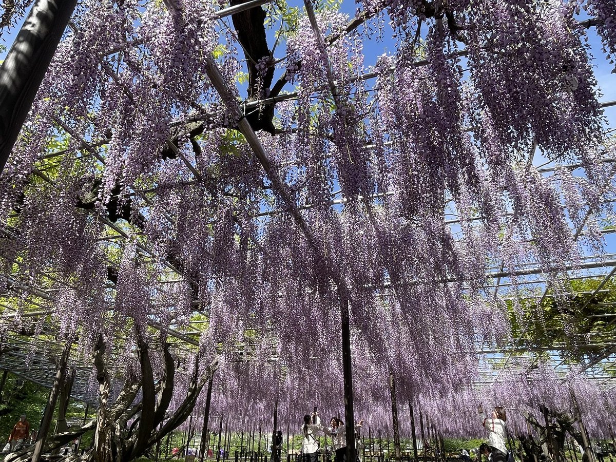 イベント開始前にちょっと見たい所あって早く出た。岡崎公園内の藤棚です。8割咲き。これ以上満開になると虫が寄ってくるし花から蜜が垂れて服が汚れますw