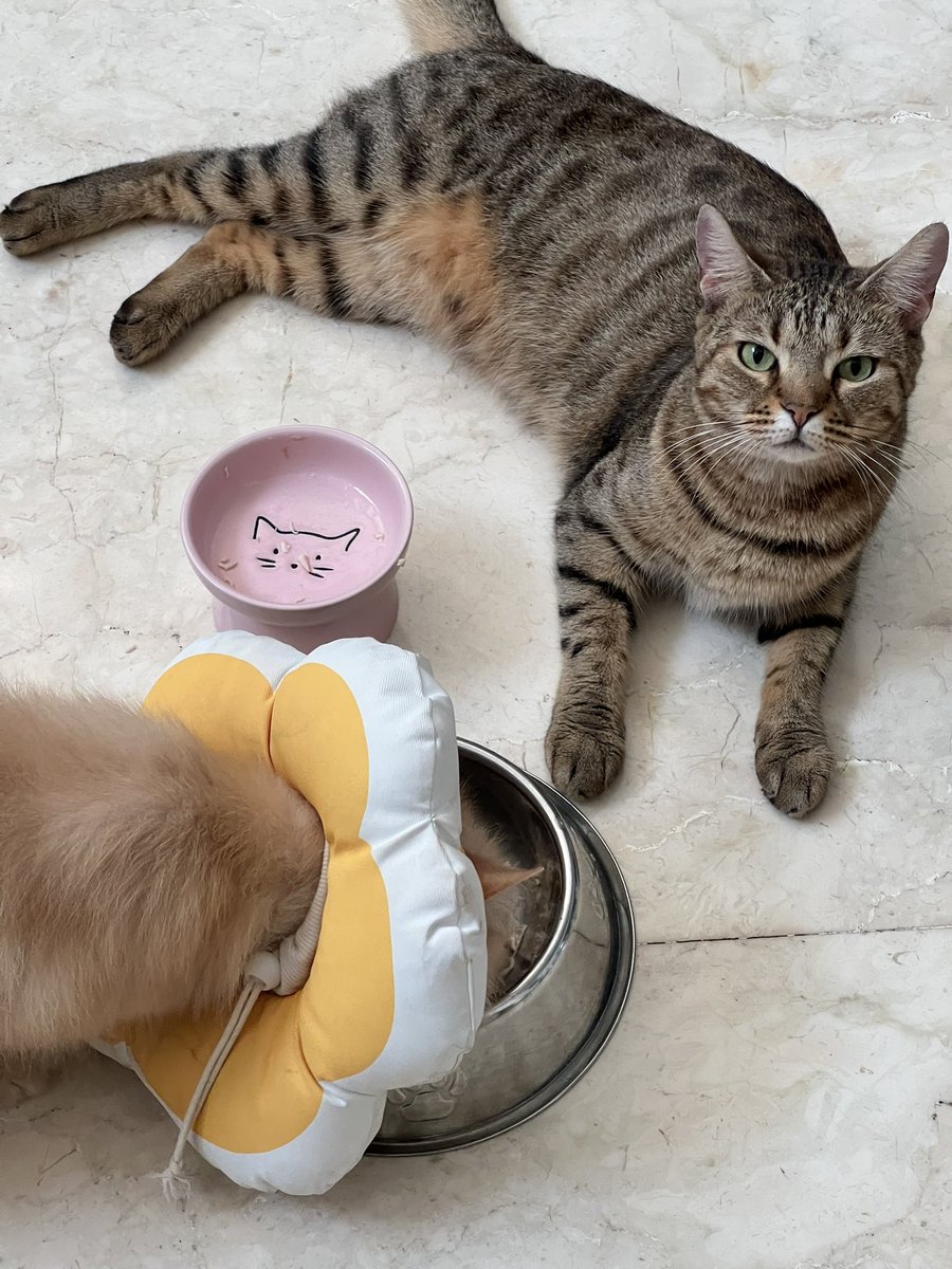 dedektofu's tweet photo. Barisan paling depan malakin makanan orang🙂 https://t.co/IVBUilxDea