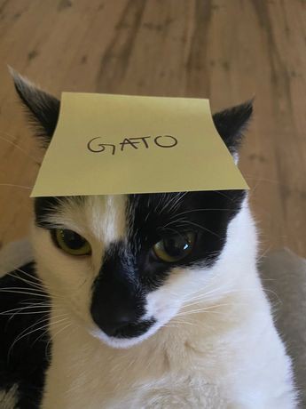 《¡!°Møømøø.rax69°¡!》 tweet media