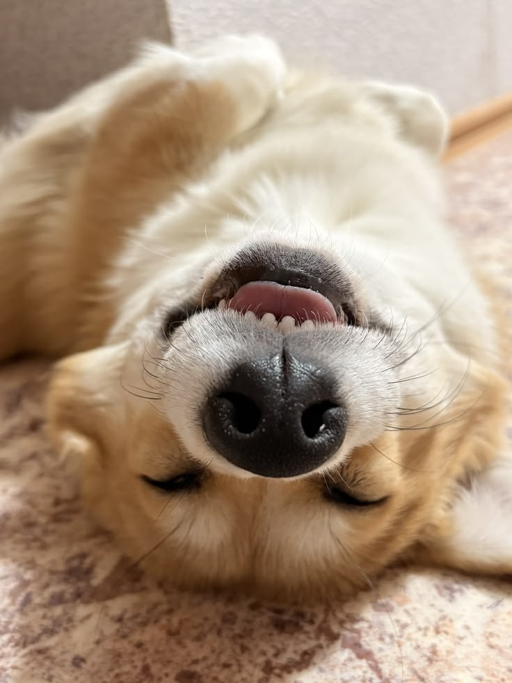 TheFeelGo0dPage's tweet image. Today’s mood: whether life is upside down or not… sleep comes first 😴🐶
#SleepModeOn #DogLife #TooCute #Mood