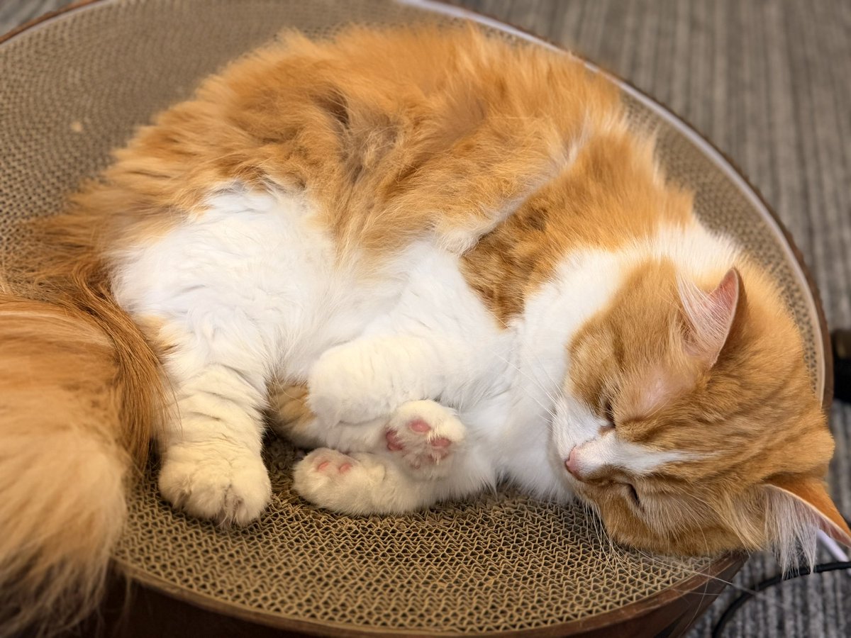 猫のこばん tweet media