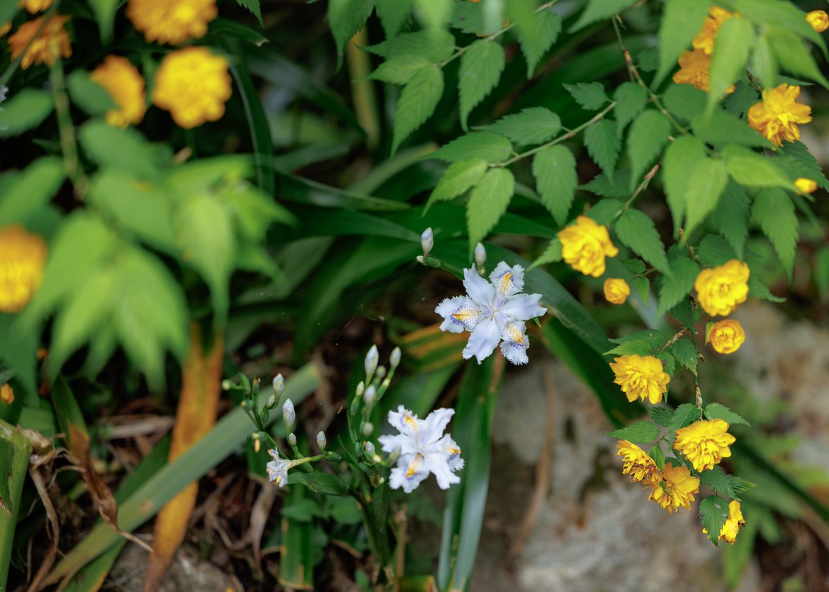 シャガの花が見頃を迎えました✨
石楠花（シャクナゲ）やヤマブキなどの花の見頃も続いております☺️

【お知らせ】

秘仏特別公開（如意輪観音、弁財天、羅刹天）

4月1日（水）〜5月31日（日）

三重塔初層特別開扉

4月25日（土）〜5月6日（水）

HPにて季節運行バス🚌情報掲載

＃岩船寺
＃gansenji