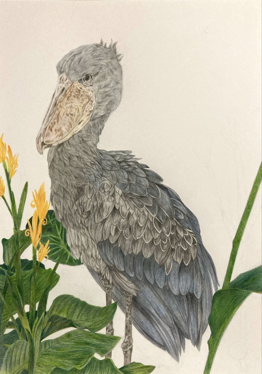 色鉛筆画【 創作途中 】 #色鉛筆 #ハシビロコウ 新しい作品に